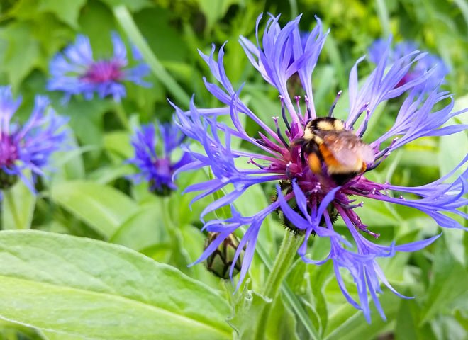 nature-elle entretien espace vert